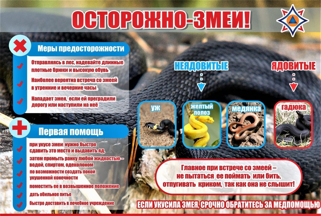 ‼️ Осторожно, змеи‼️.