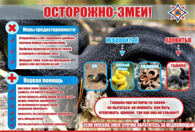 ‼️ Остерегайтесь змей и помните простые правила безопасности‼️.